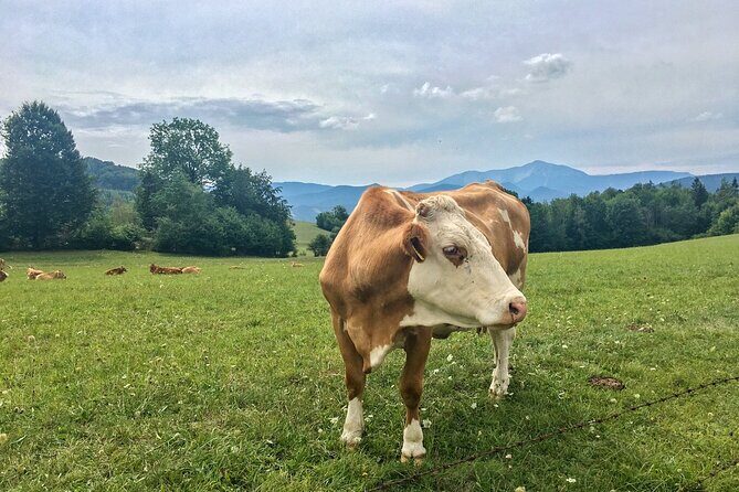 Exploring the Gutenstein Alps - Key points before you go