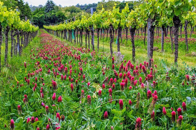Small-group Vienna Wine Tour - Price and value: is $137.75 a fair deal?
