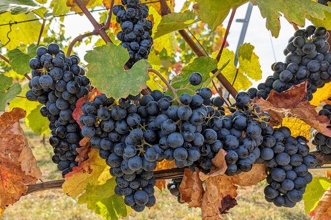 Small-group Vienna Wine Tour - The Heuriger start: learning Vienna’s wine tradition from insiders